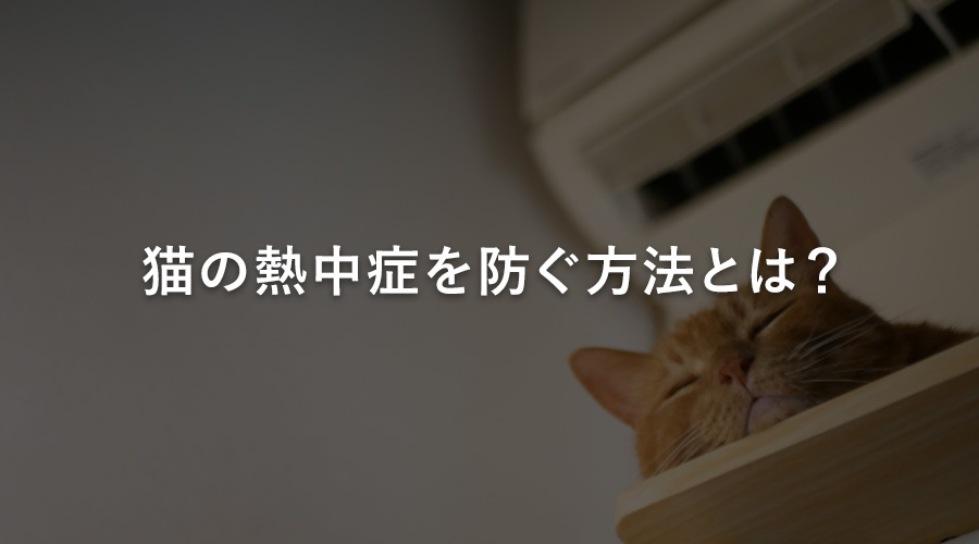 猫の熱中症を防ぐ方法とは？