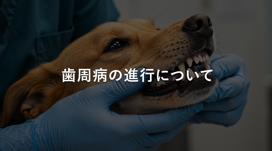 歯周病の進行について