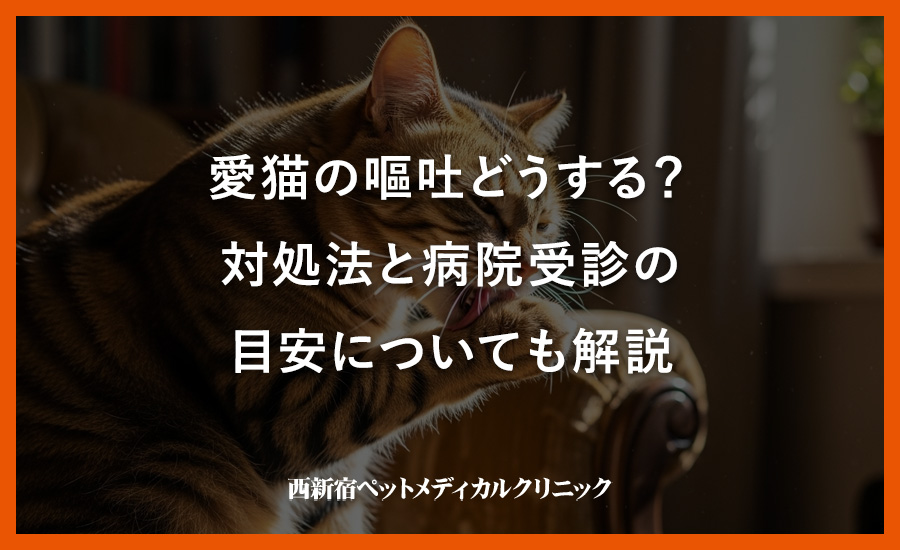 愛猫の嘔吐どうする？対処法と病院受診の目安についても解説