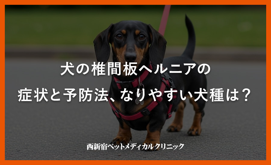 犬の椎間板ヘルニアの症状と予防法、なりやすい犬種は？