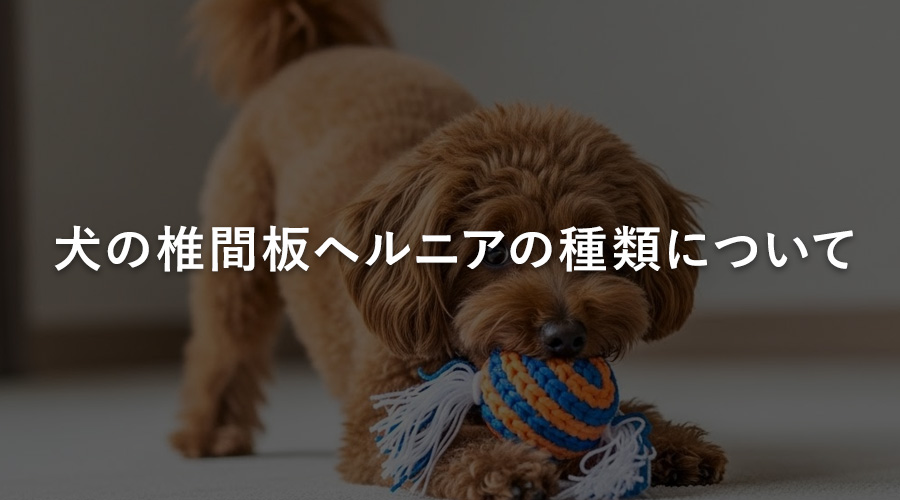 犬の椎間板ヘルニアの種類について