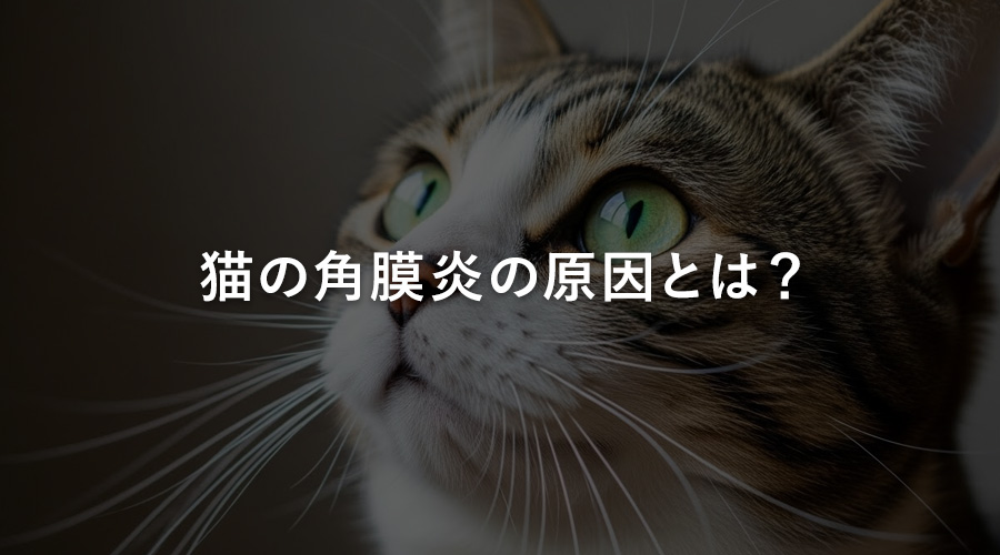 猫の角膜炎の原因とは？